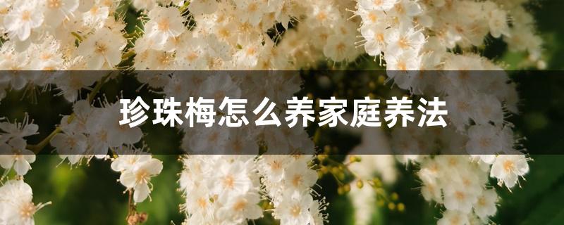 珍珠梅怎么养家庭养法 珍珠梅怎么养家庭养法