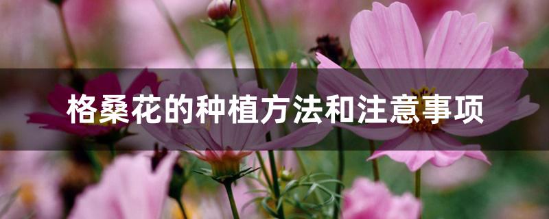 格桑花的种植方法和注意事项 格桑花的种植方法和注意事项