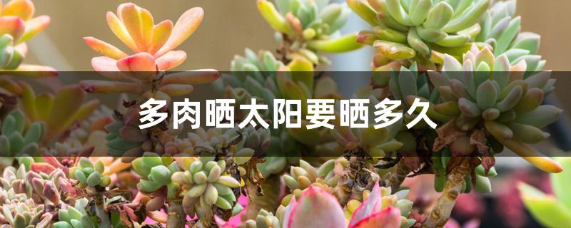 多肉晒太阳要晒多久 多肉晒太阳要晒多久