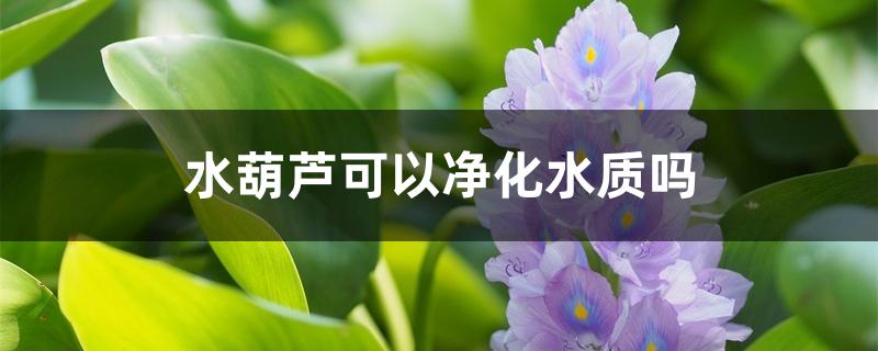 水葫芦可以净化水质吗 水葫芦可以净化水质吗