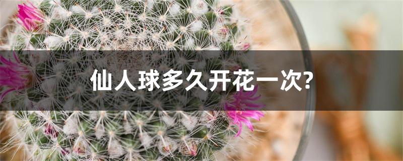 仙人球多久开花一次? 仙人球多久开花一次?