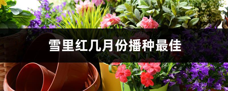 雪里红几月份播种最佳 雪里红几月份播种最佳