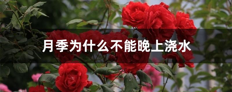 月季为什么不能晚上浇水 月季为什么不能晚上浇水
