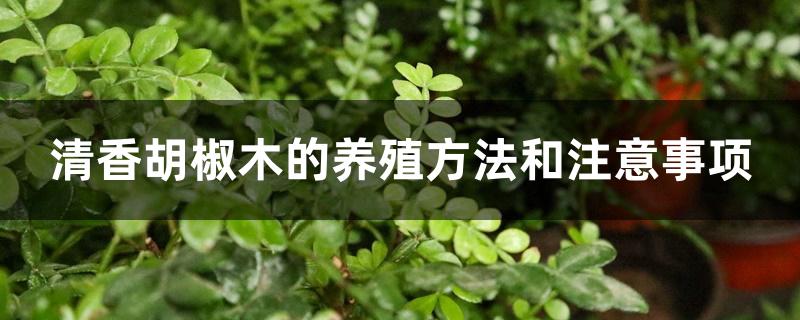 清香胡椒木的养殖方法和注意事项 清香胡椒木的养殖方法和注意事项