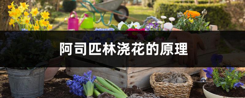 阿司匹林浇花的原理 阿司匹林浇花的原理