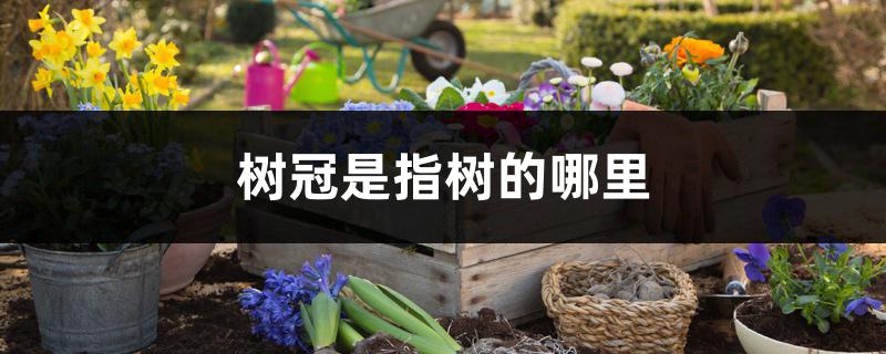树冠是指树的哪里 树冠是指树的哪里