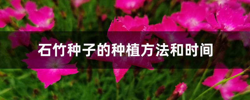 石竹种子的种植方法和时间 石竹种子的种植方法和时间
