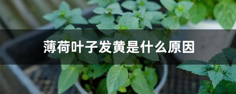 薄荷叶子发黄是什么原因 薄荷叶子发黄是什么原因