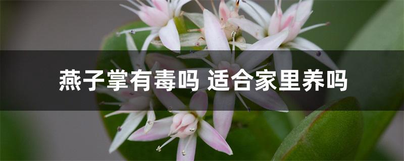 燕子掌有毒吗 适合家里养吗 燕子掌有毒吗 适合家里养吗