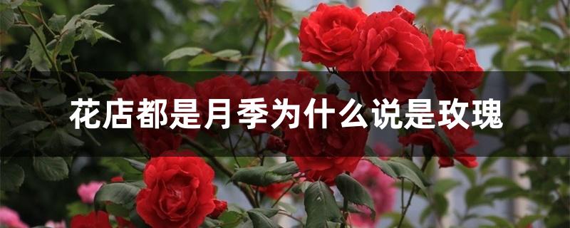 花店都是月季为什么说是玫瑰 花店都是月季为什么说是玫瑰
