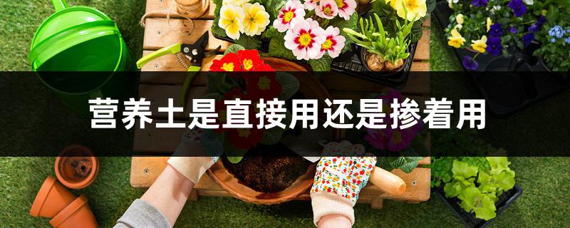 营养土是直接用还是掺着用 营养土是直接用还是掺着用