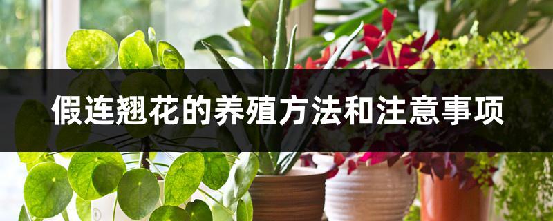 假连翘花的养殖方法和注意事项 假连翘花的养殖方法和注意事项