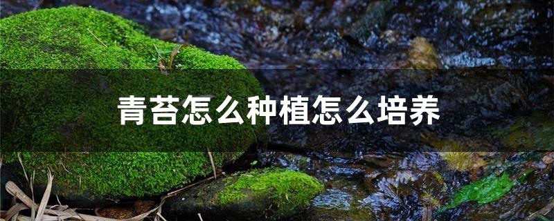 青苔怎么种植怎么培养 青苔怎么种植怎么培养