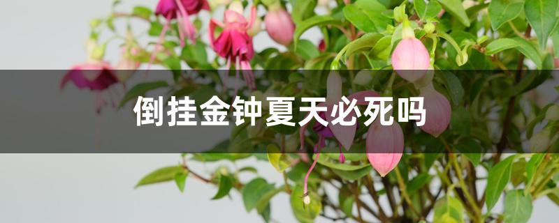 倒挂金钟夏天必死吗 倒挂金钟夏天必死吗