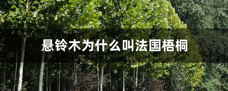 悬铃木为什么叫法国梧桐 悬铃木为什么叫法国梧桐
