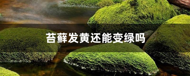 苔藓发黄还能变绿吗 苔藓发黄还能变绿吗
