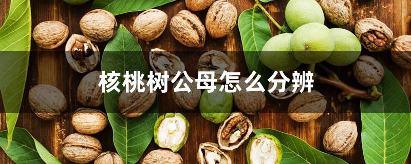 核桃树公母怎么分辨 核桃树公母怎么分辨
