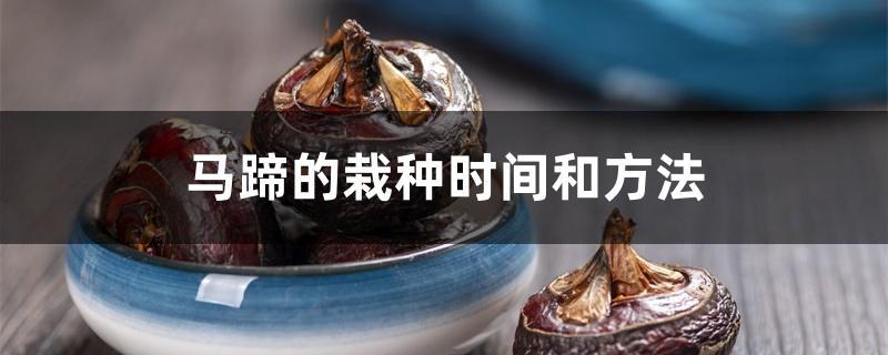 马蹄的栽种时间和方法 马蹄的栽种时间和方法