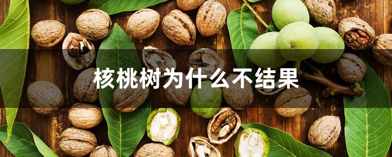 核桃树为什么不结果 核桃树为什么不结果