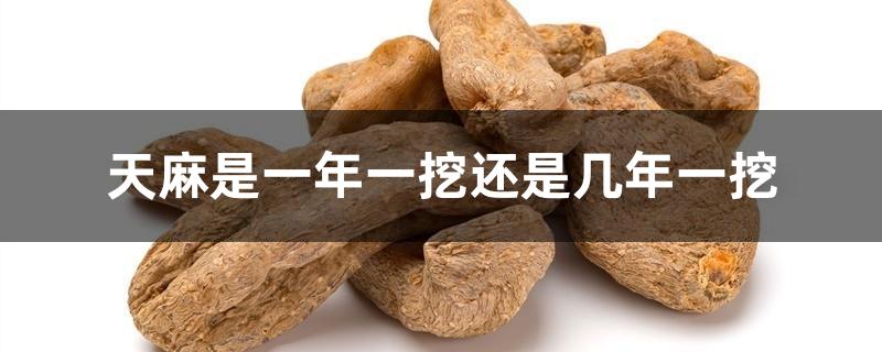 天麻是一年一挖还是几年一挖 天麻是一年一挖还是几年一挖