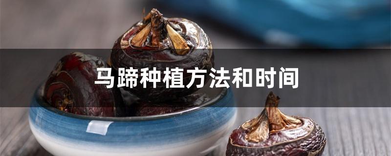 马蹄种植方法和时间 马蹄种植方法和时间