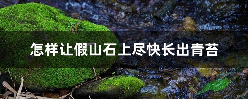 怎样让假山石上尽快长出青苔 怎样让假山石上尽快长出青苔