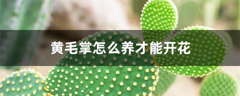 黄毛掌怎么养才能开花 黄毛掌怎么养才能开花