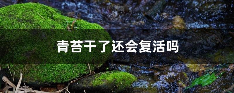 青苔干了还会复活吗 青苔干了还会复活吗