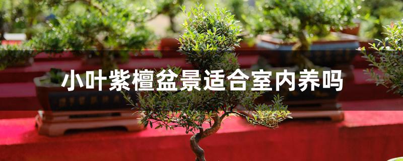 小叶紫檀盆景适合室内养吗 小叶紫檀盆景适合室内养吗