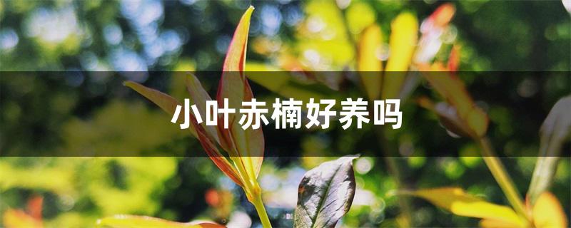 小叶赤楠好养吗 小叶赤楠好养吗