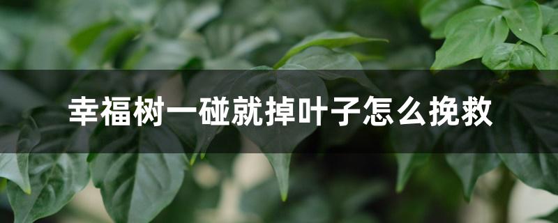 幸福树一碰就掉叶子怎么挽救 幸福树一碰就掉叶子怎么挽救