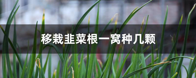 移栽韭菜根一窝种几颗 移栽韭菜根一窝种几颗