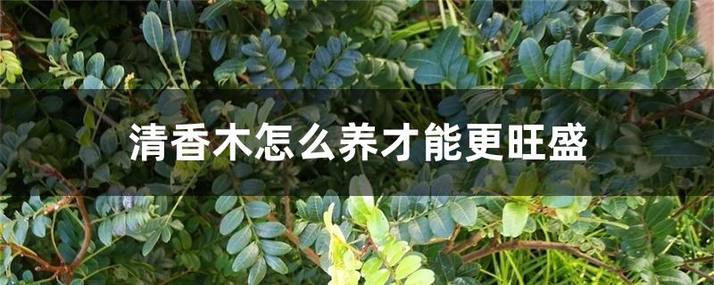 清香木怎么养才能更旺盛 清香木怎么养才能更旺盛