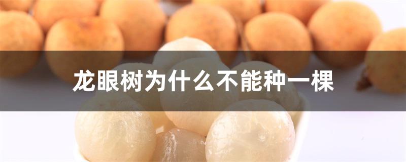 龙眼树为什么不能种一棵 龙眼树为什么不能种一棵