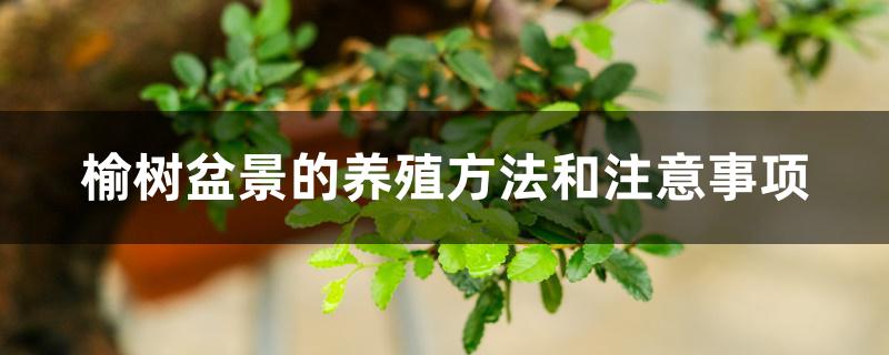 榆树盆景的养殖方法和注意事项 榆树盆景的养殖方法和注意事项