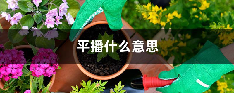 平播什么意思 平播什么意思