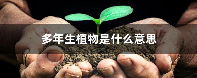 多年生植物是什么意思 多年生植物是什么意思