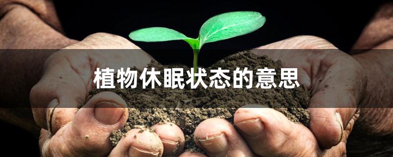 植物休眠状态的意思 植物休眠状态的意思