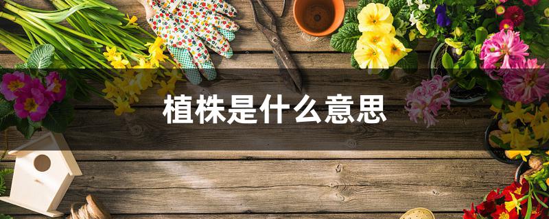 植株是什么意思 植株是什么意思