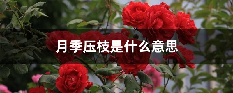 月季压枝是什么意思 月季压枝是什么意思