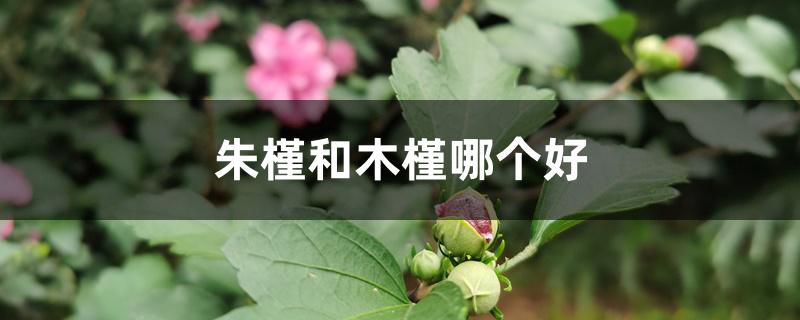 朱槿和木槿哪个好 朱槿和木槿哪个好