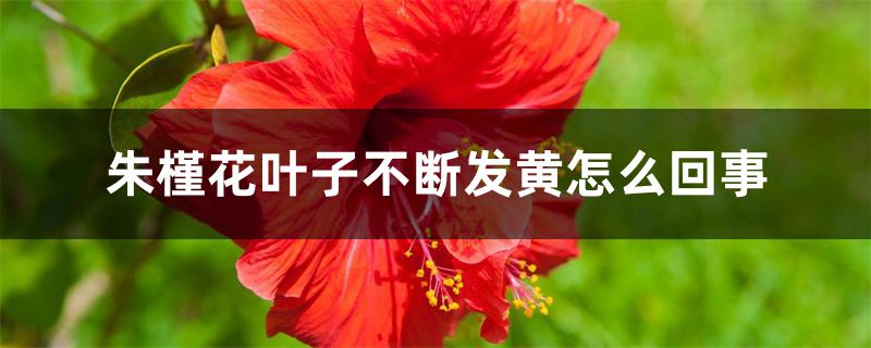朱槿花叶子不断发黄怎么回事 朱槿花叶子不断发黄怎么回事