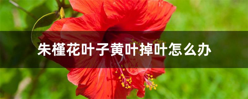 朱槿花叶子黄叶掉叶怎么办 朱槿花叶子黄叶掉叶怎么办