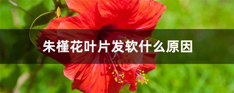 朱槿花叶片发软什么原因 朱槿花叶片发软什么原因