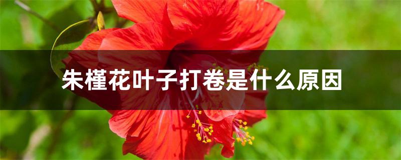朱槿花叶子打卷是什么原因 朱槿花叶子打卷是什么原因