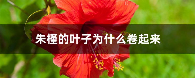 朱槿的叶子为什么卷起来 朱槿的叶子为什么卷起来