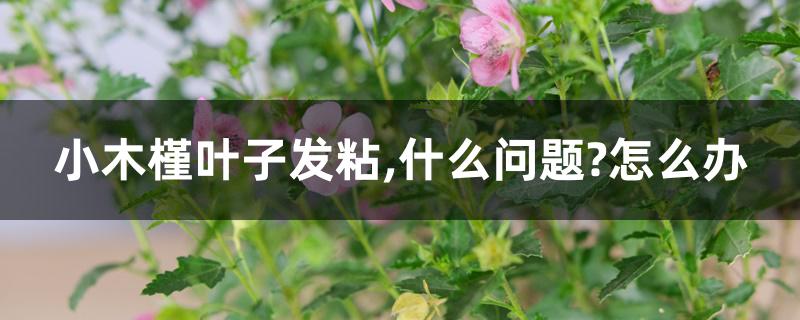 小木槿叶子发粘,什么问题?怎么办 小木槿叶子发粘,什么问题?怎么办