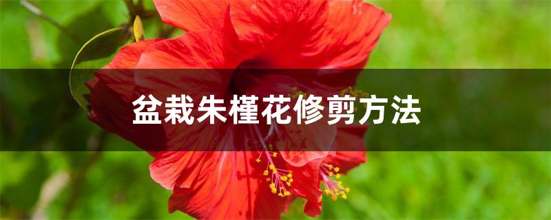 盆栽朱槿花修剪方法 盆栽朱槿花修剪方法
