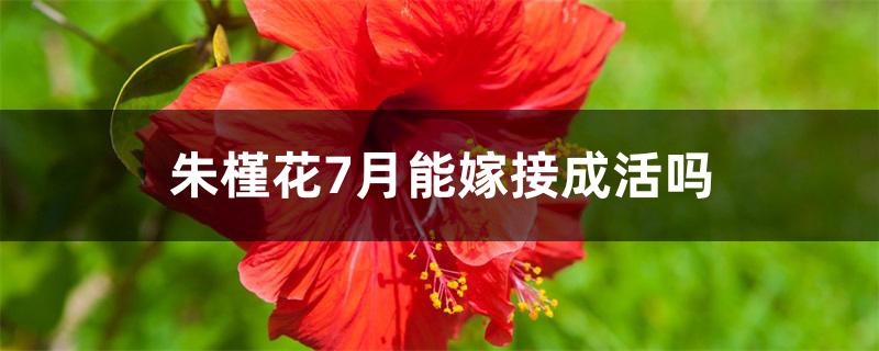 朱槿花7月能嫁接成活吗 朱槿花7月能嫁接成活吗
