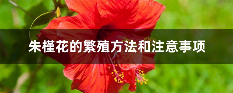 朱槿花的繁殖方法和注意事项 朱槿花的繁殖方法和注意事项